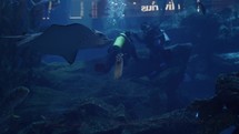 Sea ray swimming with scuba diver in Dubai aquarium under water.