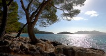 Tree on a calm, rocky coast of Majorca, sunny day, in Balearic islands, Spain - Static shot