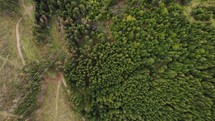Aerial drone view of a coniferous forest with a mountain hiking trail.