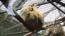 Two-toed Sloth Sleeping in a Tree Indoors
