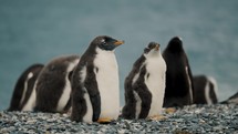 Group Of Gentoo Penguins In Isla Martillo, Tierra del Fuego, Argentina - Close Up