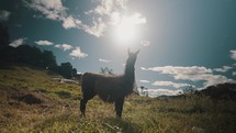 Wild Guanaco Llama Animal On Sunny Mountains In South America