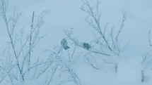Birds eating seeds off a tree on a snowy winters day
