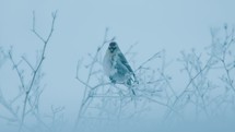 Bird eating seeds off a tree on a snowy winters day