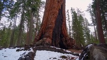 giant redwood tree 