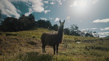 Llama Standing In The Meadow, Enjoying The Midday Sun - wide	