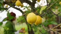 Yellow lemon Tree in spring season 