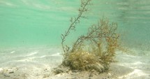Seaweed Growing Underwater