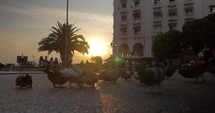 Pigeons on the City Square at Sunset