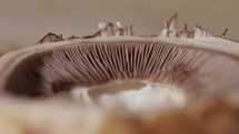 Gills or Lamellae of Mushroom - Close Up