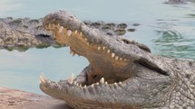 Open jaws of large crocodile in water