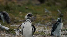 Magellanic Penguin On Penguin Island In Tierra del Fuego, Argentina. closeup shot