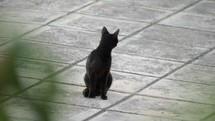 Black stray cat in the street
