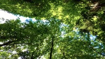Bottom up view of lush green foliage of trees 