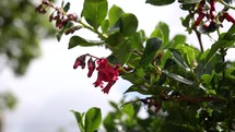 Red Escallonia Flowers Blowing in the Breeze