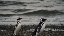 Magellanic Penguins On The Beach In Isla Martillo, Tierra del Fuego, Argentina - Tracking Shot