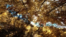 Brown autumn foliage on trees 