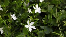 White Intermediate Periwinkle Flowers and Green Leaves Blowing in the Wind