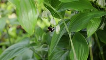 Bumblebee Collecting Pollen from Solomon's Seal Flower