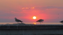 Seagulls against sea and sunset background
