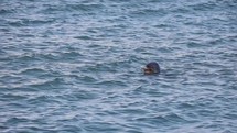 Common Harbour Seal Going Under Water, County Dublin, Ireland