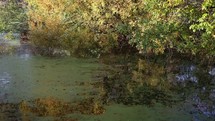 Time Lapse of Light Fading on Autumn Colour Over Pond