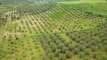 Olive trees for the production of olive oil