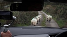 Passenger Filming Car Following Sheep, County Cork, Ireland - Slow Motion
