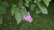 Common Lilac Flower with Green Leaves Blowing in the Wind