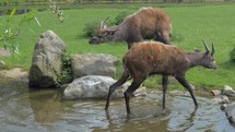 Two sitatunga by pond in the zoo or nature reserve