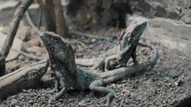 Close Up Of Two Frilled Lizards On The Ground.Chlamydosaurus Kingii.	