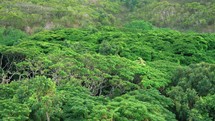 Tropical Forest Treetops