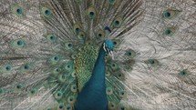 Pretty Indian Blue Peacock shaking spreading feathers with eye pattern outdoors in nature	