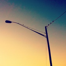 Bird on light pole wire