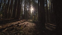 Morning Sun Shining Through Forest