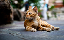 orange cat resting