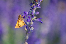 Fiery Skipper butterfly pollinating salvia meadow sage 