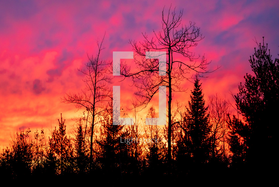Silhouette of trees against vibrant colorful fiery sky during sunrise horizontal