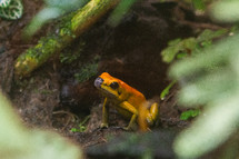 A yellow and orange frog