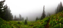 fog in a green meadow