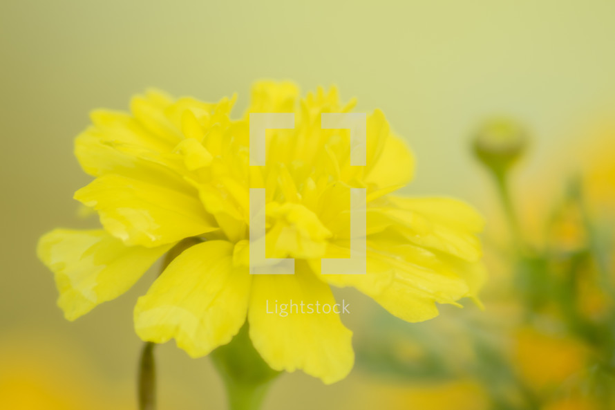 Opaque Yellow Marigold Flower in the Garden