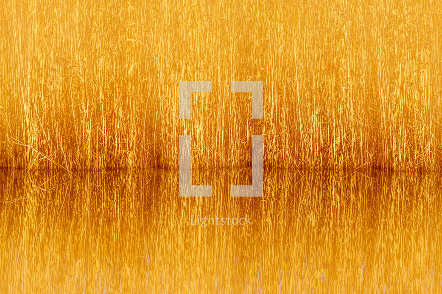 Warm Golden Reeds Reflecting on a Still Lake