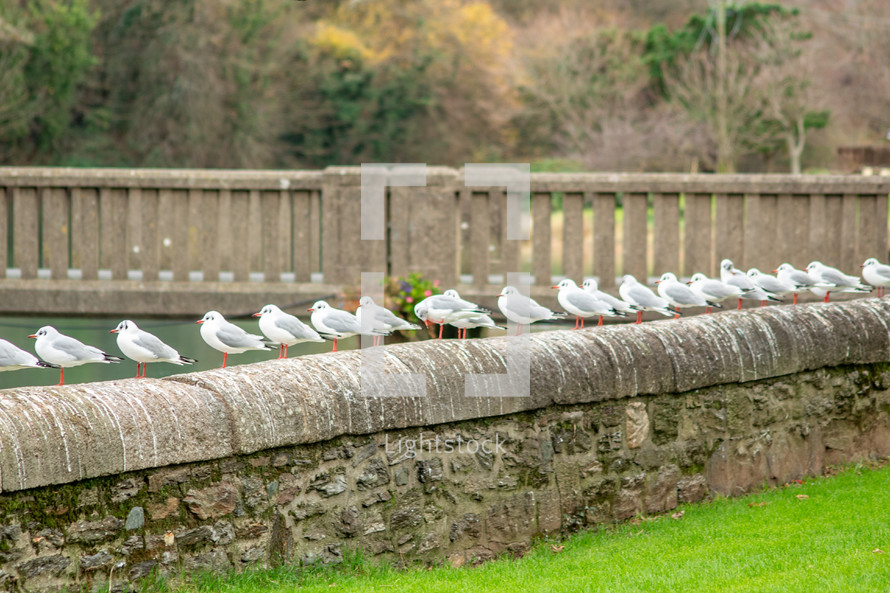 A Line of Black-Headed Gulls on a Wall