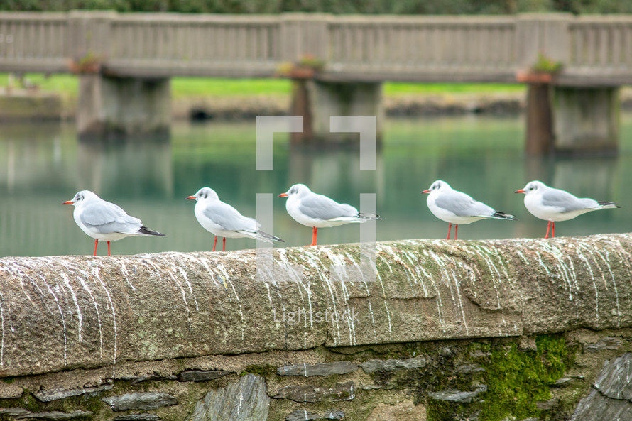 Five Black-Headed Gulls on a Wall by a River, Wicklow Town, Ireland