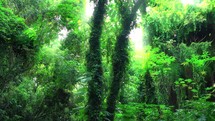 trees in a jungle 