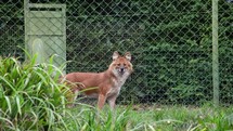 Chinese Dhole Wild Dog Running in Slow Motion
