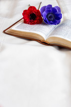red and purple flowers on the pages of a Bible 