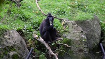 Crested Macaque Monkey Picking Leaf Out of Pond and Eating
