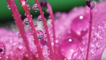 Macro of raindrops on the flower