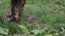 Brown Rat Hunting for Food in Grass, County Laois, Ireland
